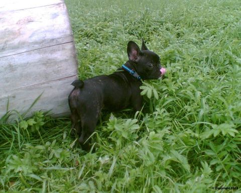 Marions Hundeschule Amelie im Gras