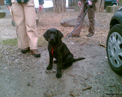 Marions Hundeschule Bruno Marions Hundeschule Bruno