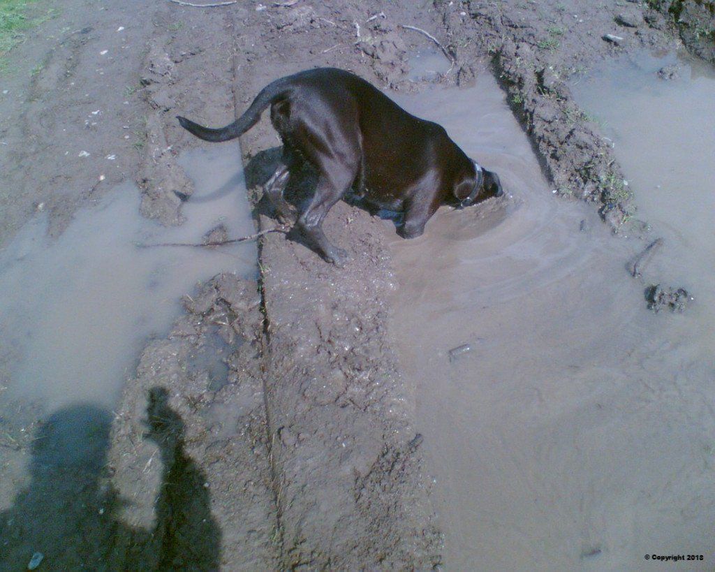 Marions Hundeschule PIA Marions Hundeschule PIA