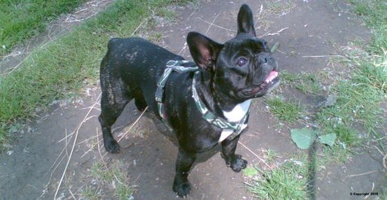 Marion Hundeschule Amelie Marion Hundeschule Amelie