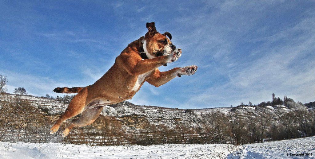 Home Marions Hundeschule Home Marions Hundeschule