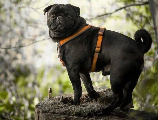 Marions Hundeschule Mops Marions Hundeschule Mops