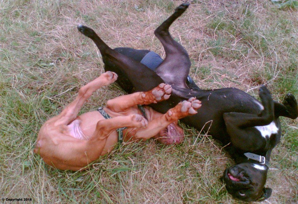 Marions Hundeschule Done und Pia Marions Hundeschule Done und Pia