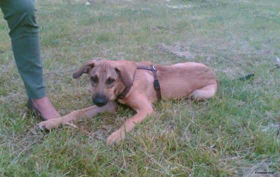 Marions Hundeschule Dino Marions Hundeschule Dino