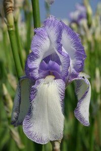 Historische Iris 