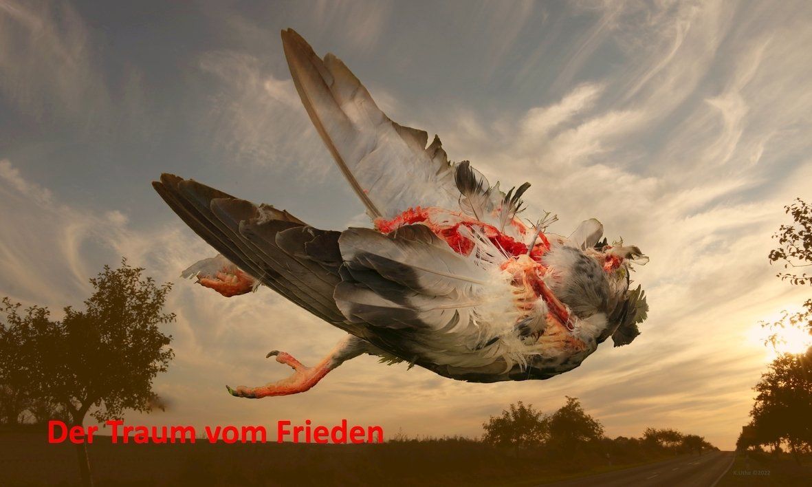Friedenstaube - Der Traum vom Frieden
