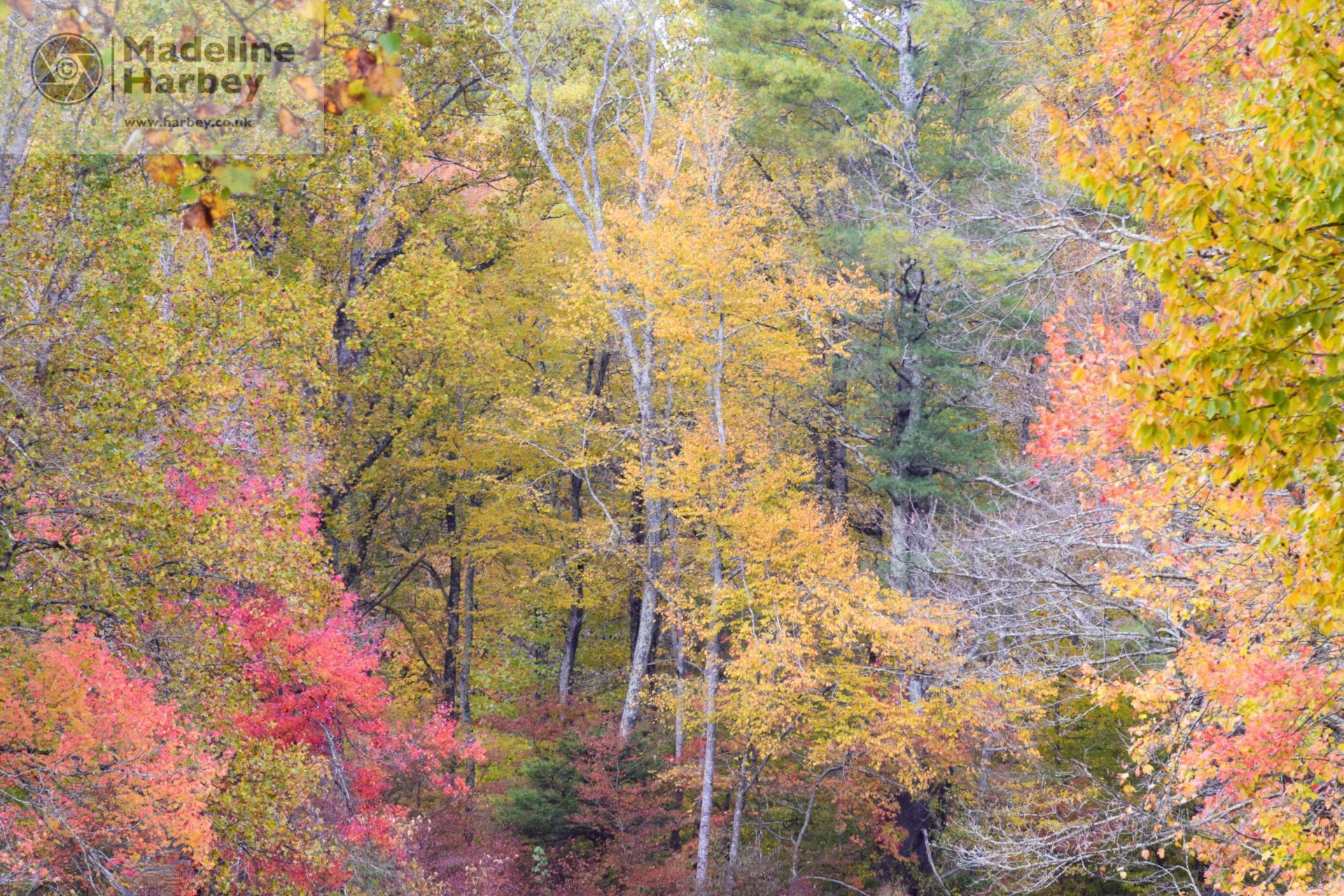 Blue Ridge Parkway fall