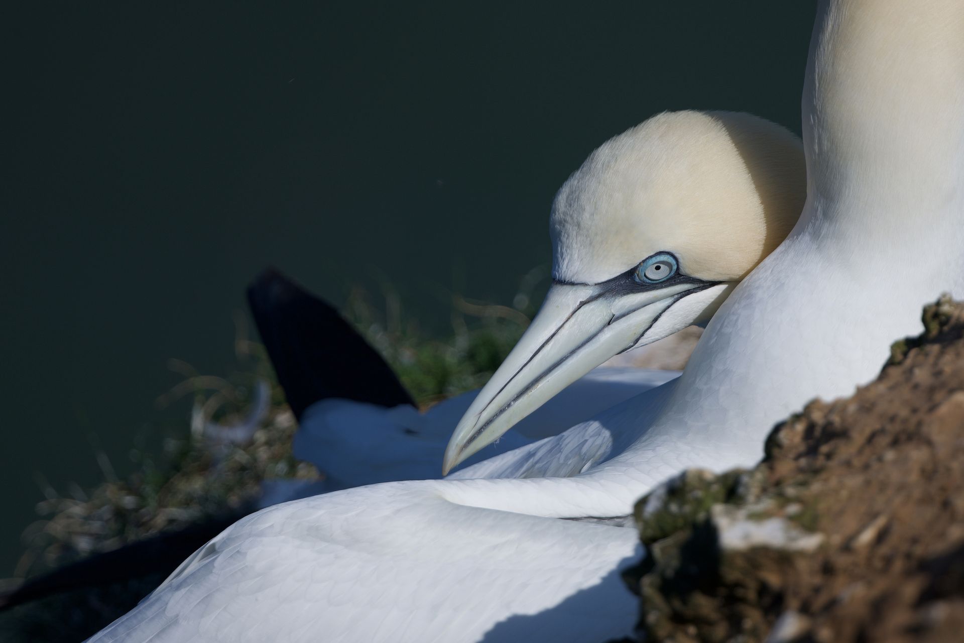 RSPB Bempton
