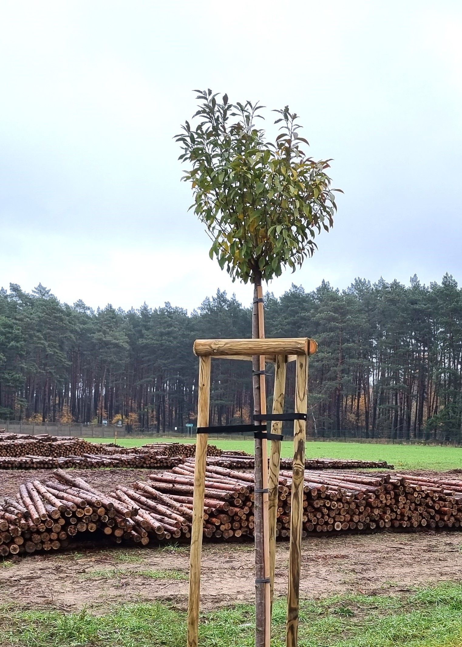 Tripode pour Arbre