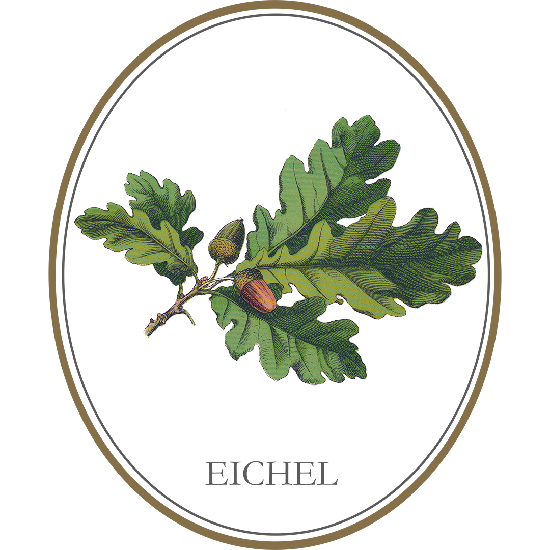 Botanicals des Rurländer Seewasser Gin, die Eichel