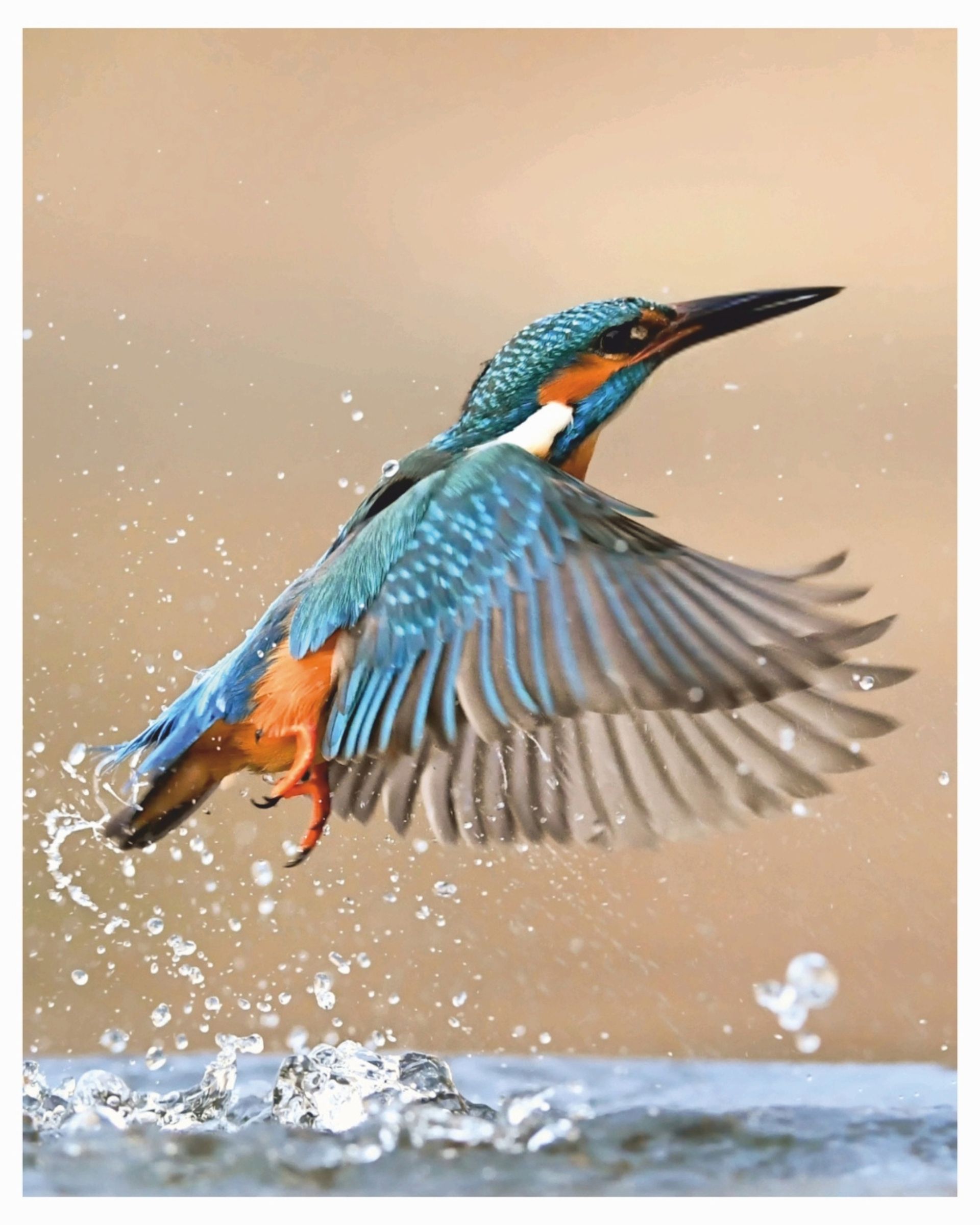 Der Eisvogel, das Wappentier des Seewasser Gin, dem Premium Gin aus Deutschland