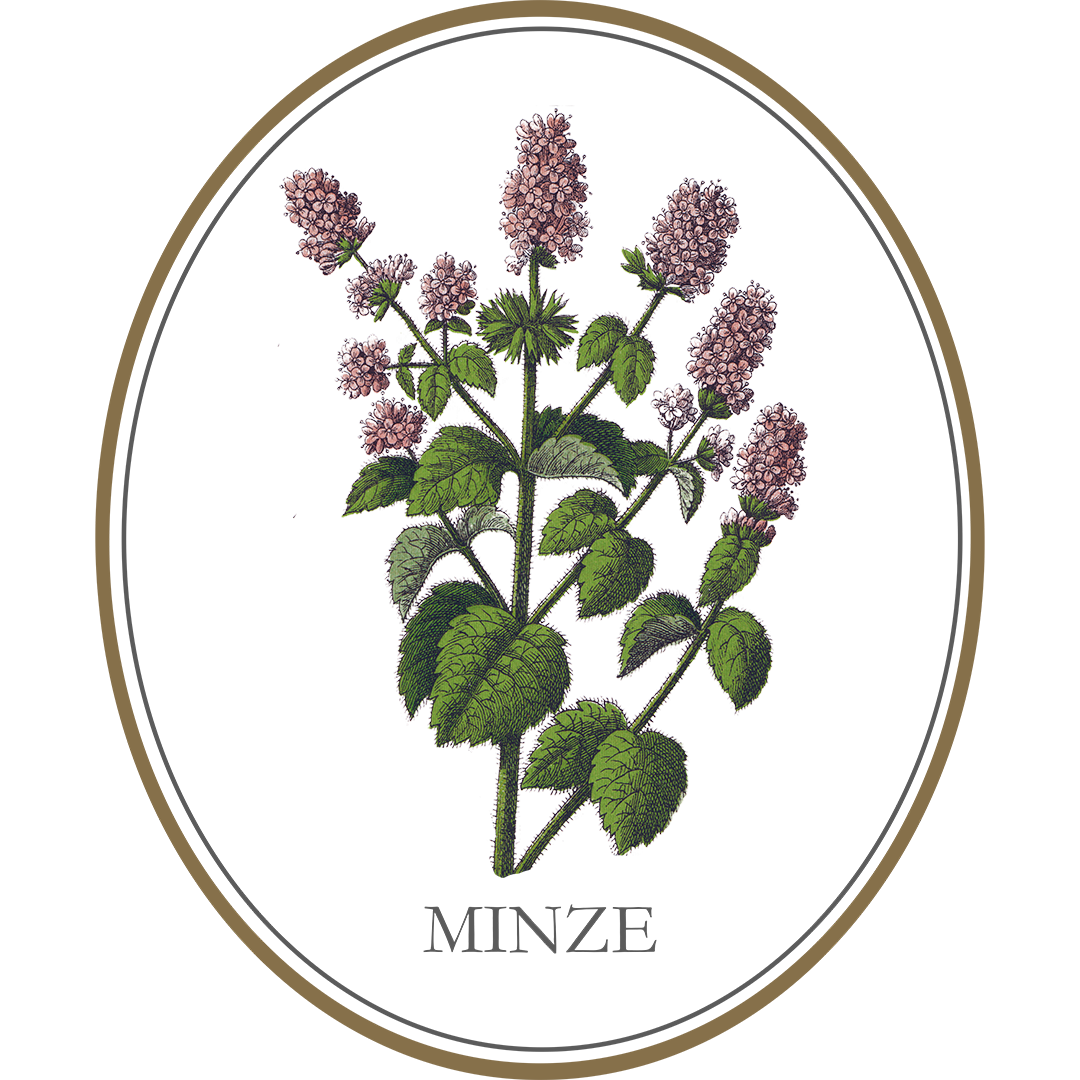 Botanicals des Rurländer Seewasser Gin, die Minze