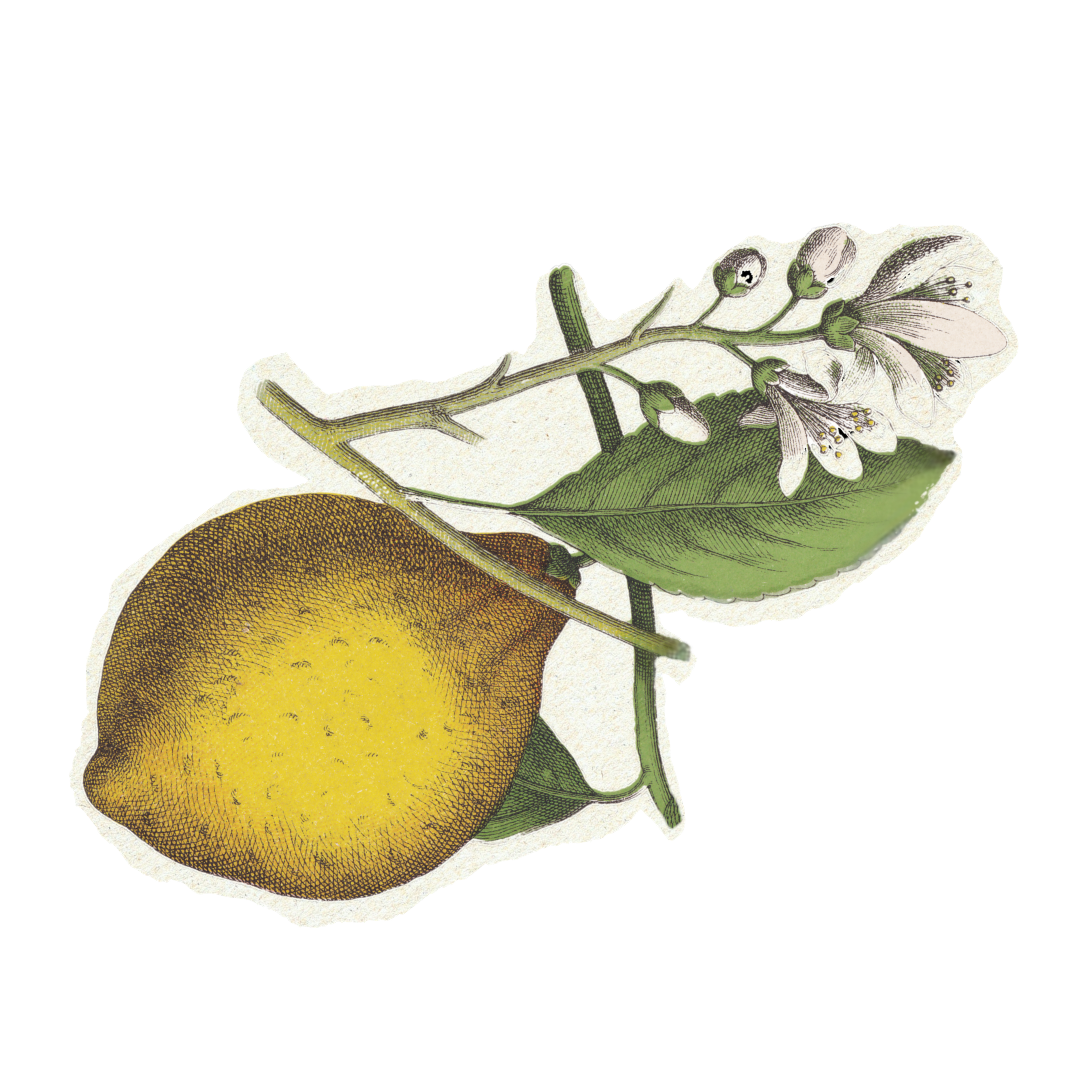 Die Zitrone ist eine der Gin Botanicals des Seewasser Gin