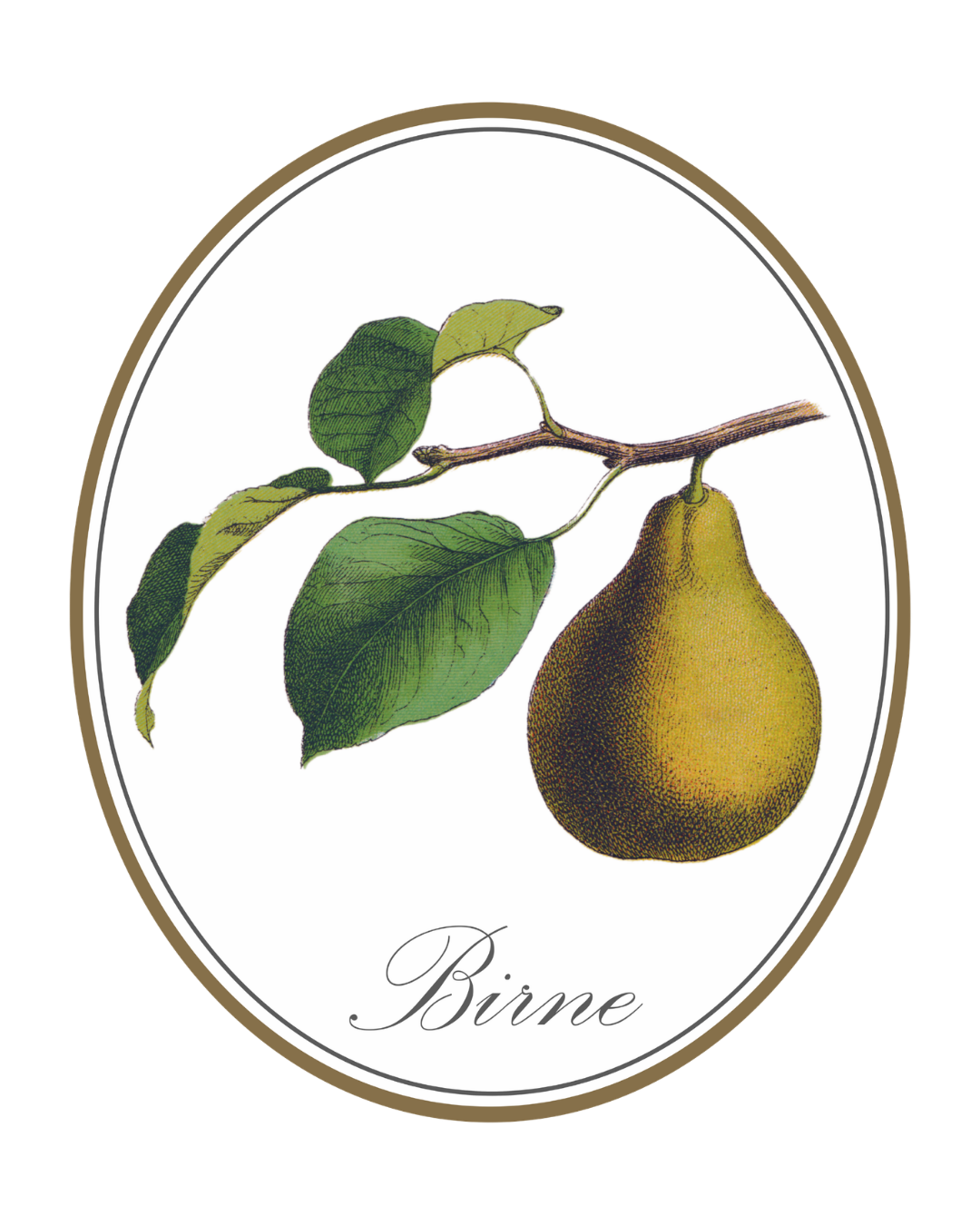 Die Birne, ein Botanical des fruchtig milden Seewasser Gins aus Deutschland
