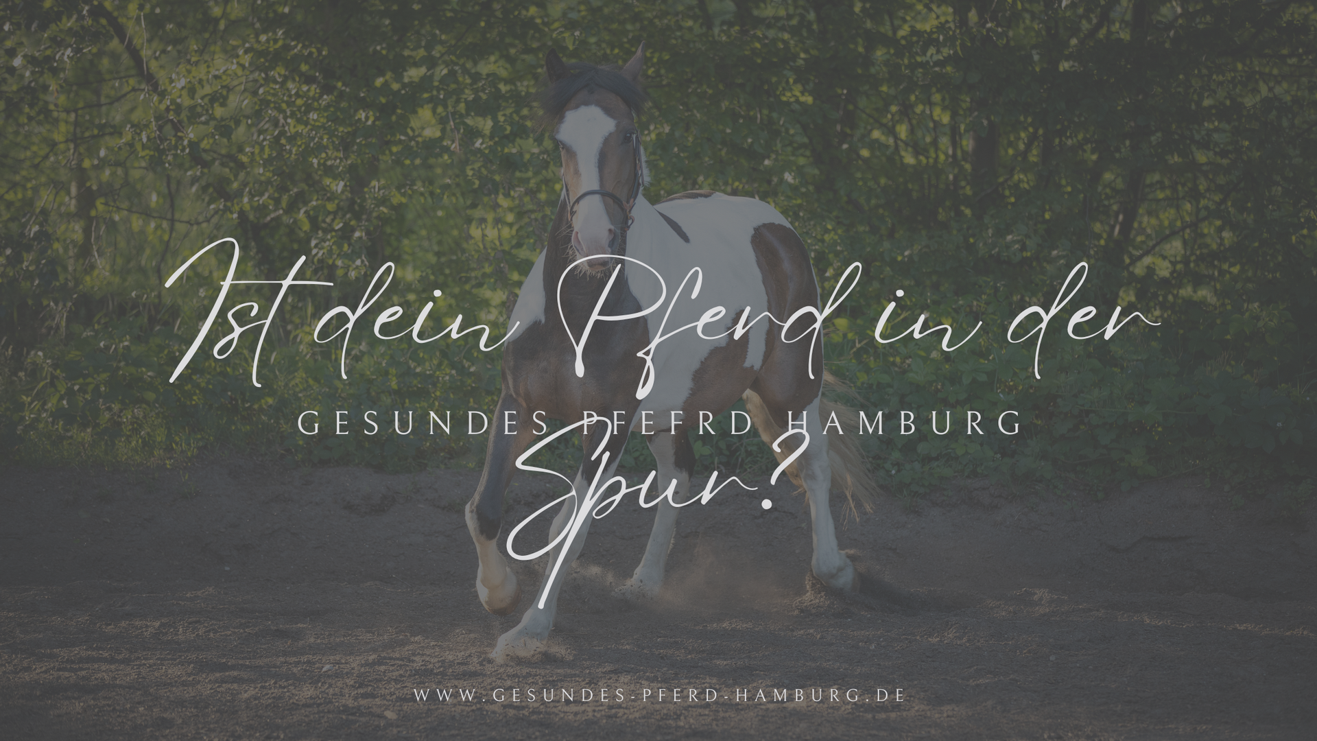 www.gesundes-pferd-hamburg.de