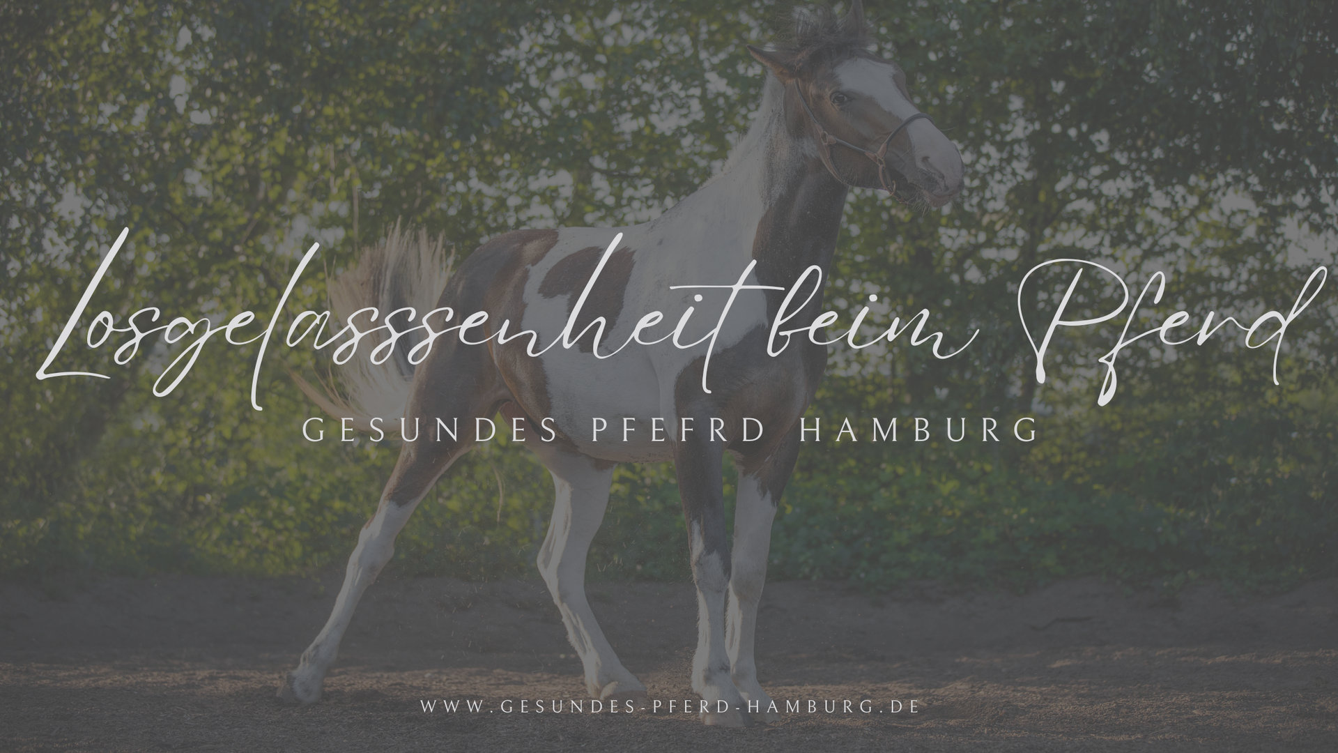LOSGELASSENHEIT BEIM PFERD