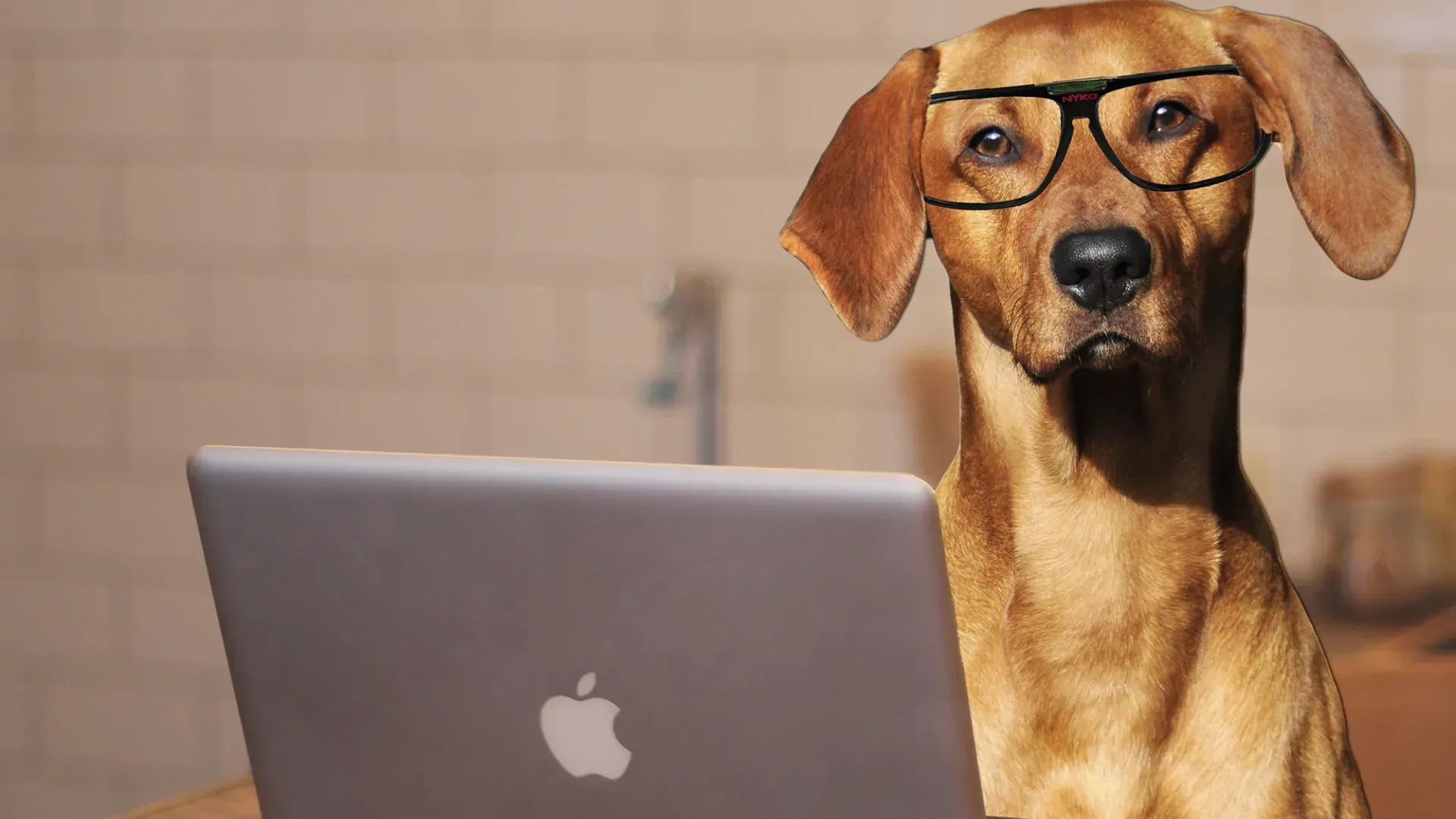 Dog trainers in UK