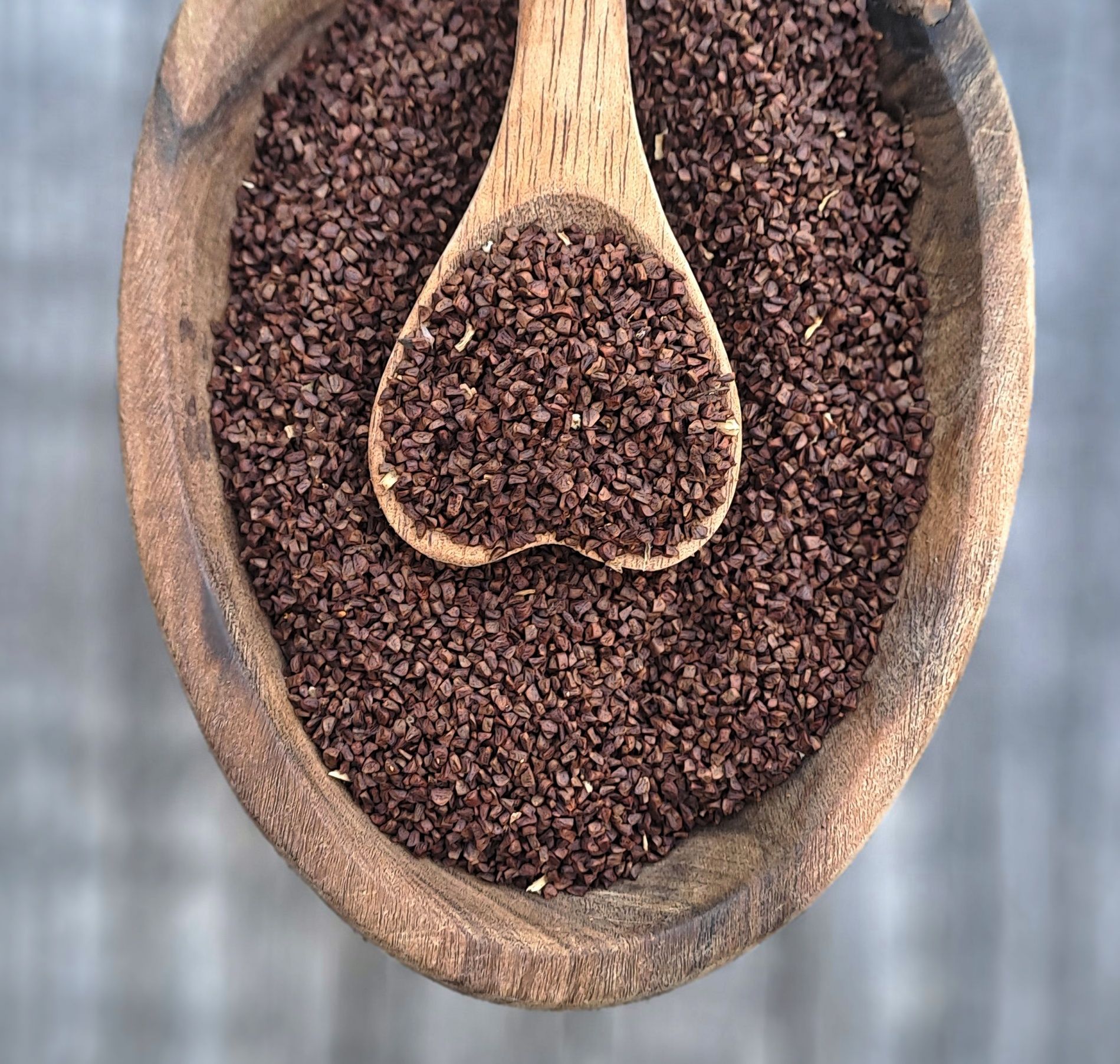 Nachtkerze - Samen sammeln