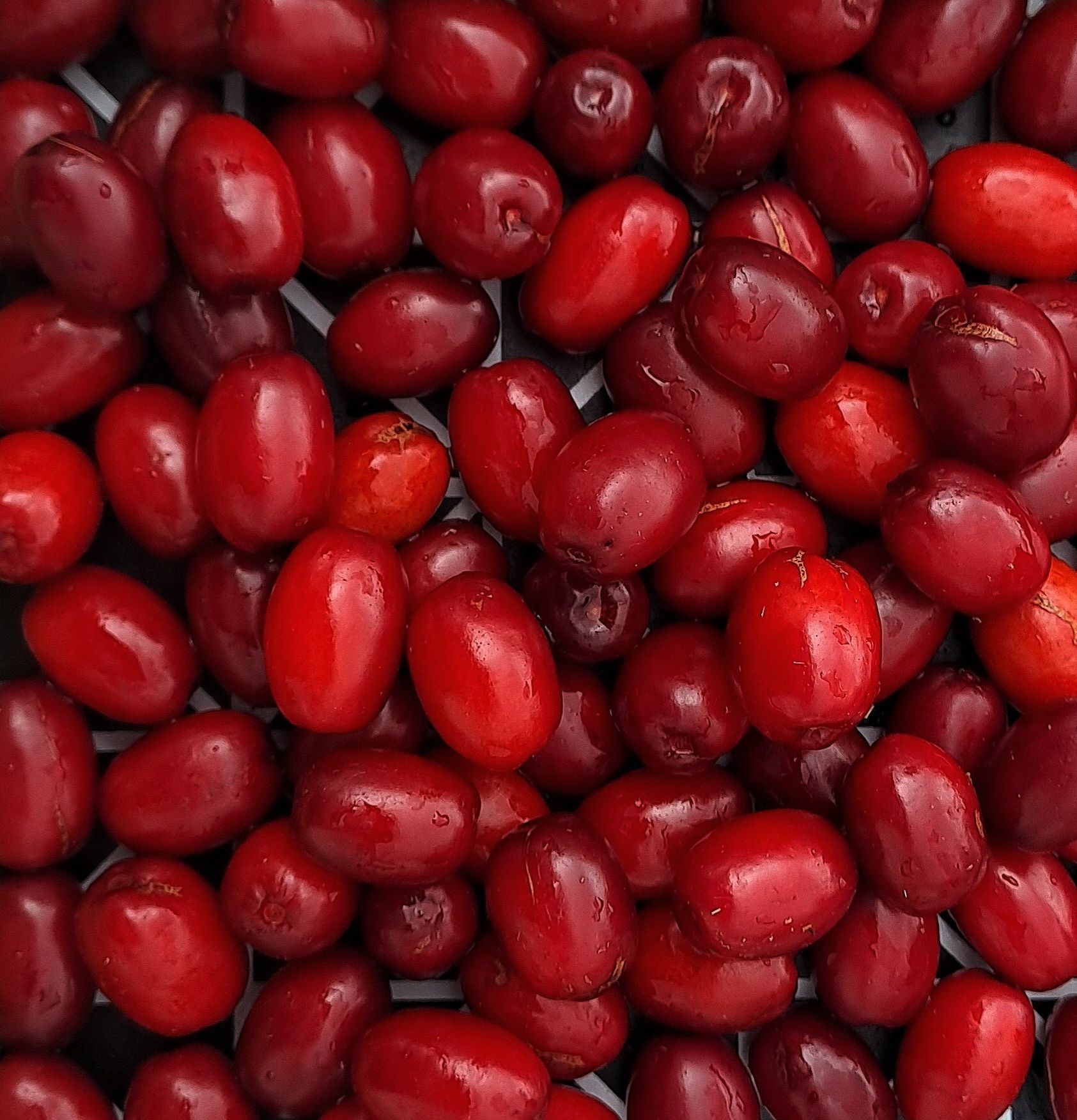 Die Kornelkirsche – Einheimisches Superfood mit außergewöhnlichem Vitamin C-Reichtum