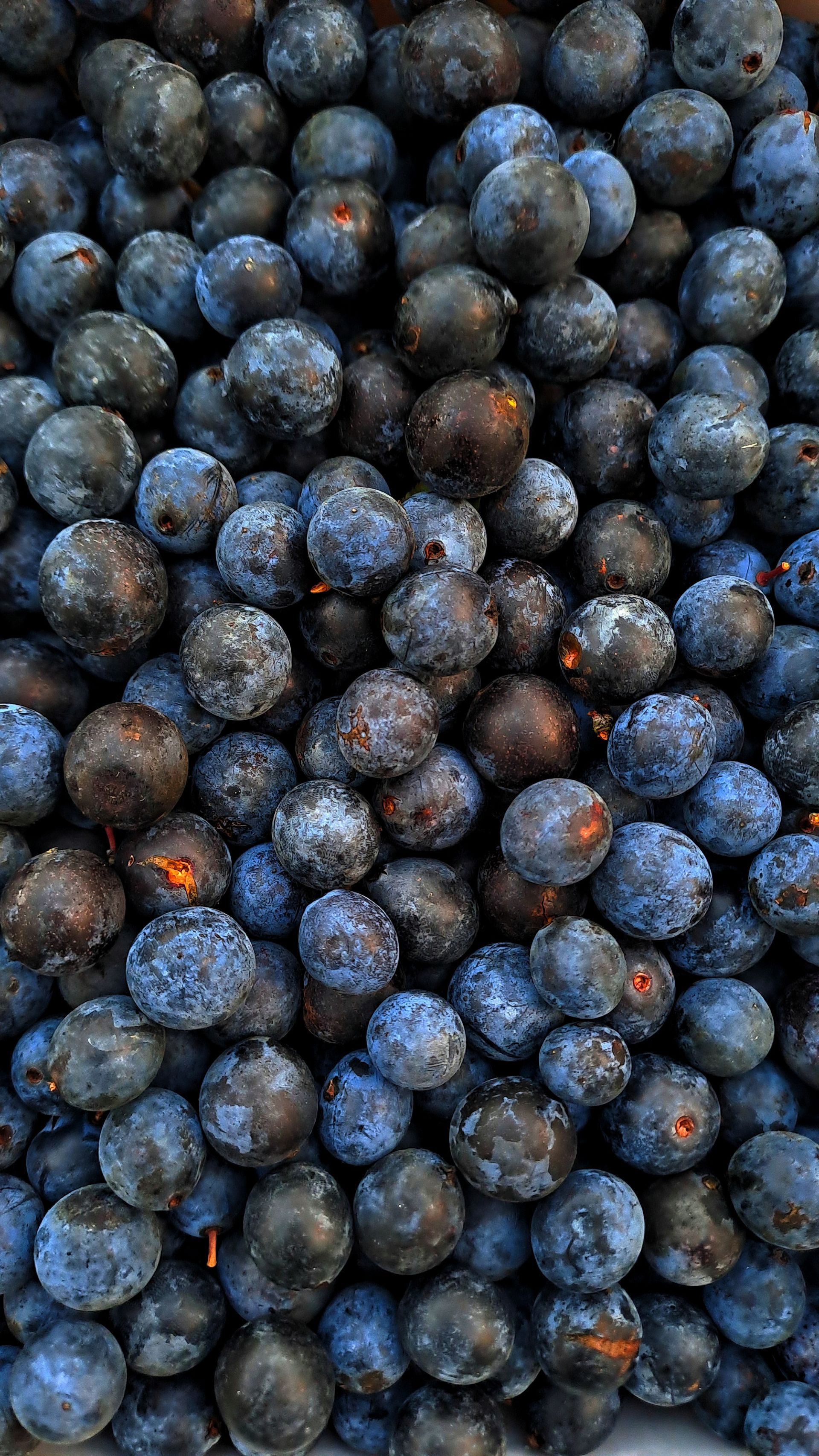Der Schlehengin schmeckt pur, auf Eis oder mit einem Spritzer Tonic – und bringt den wilden Herbst i