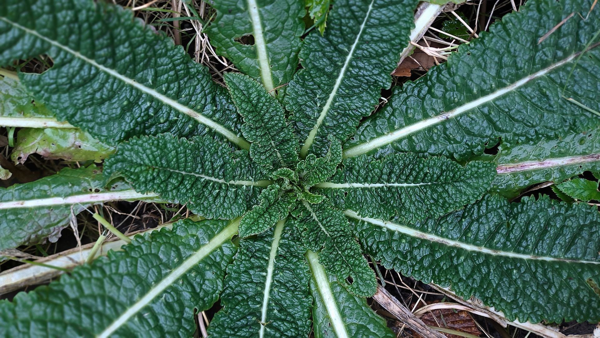 Wilde Karden-Tinktur ansetzen