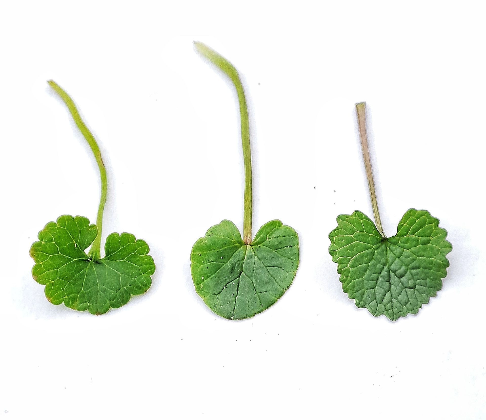 So unterscheidest du die 'Drei Herzblätter'