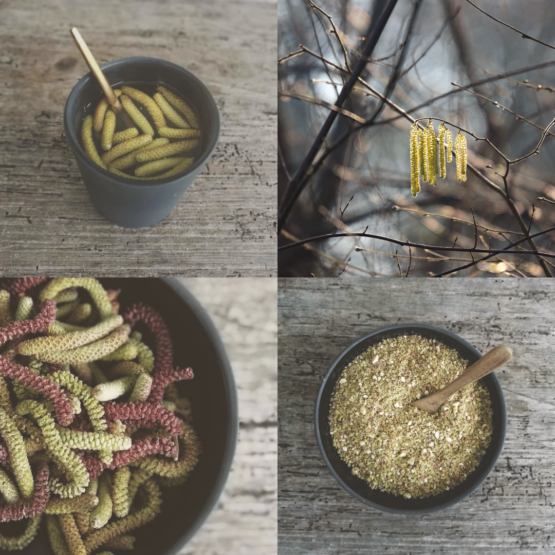 Haselkätzchen Haselkätzchen