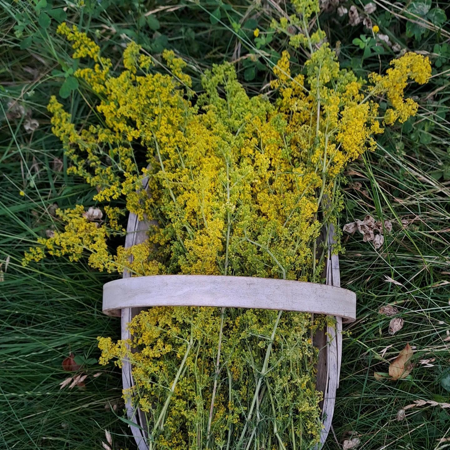 Echtes Labkraut Echtes Labkraut