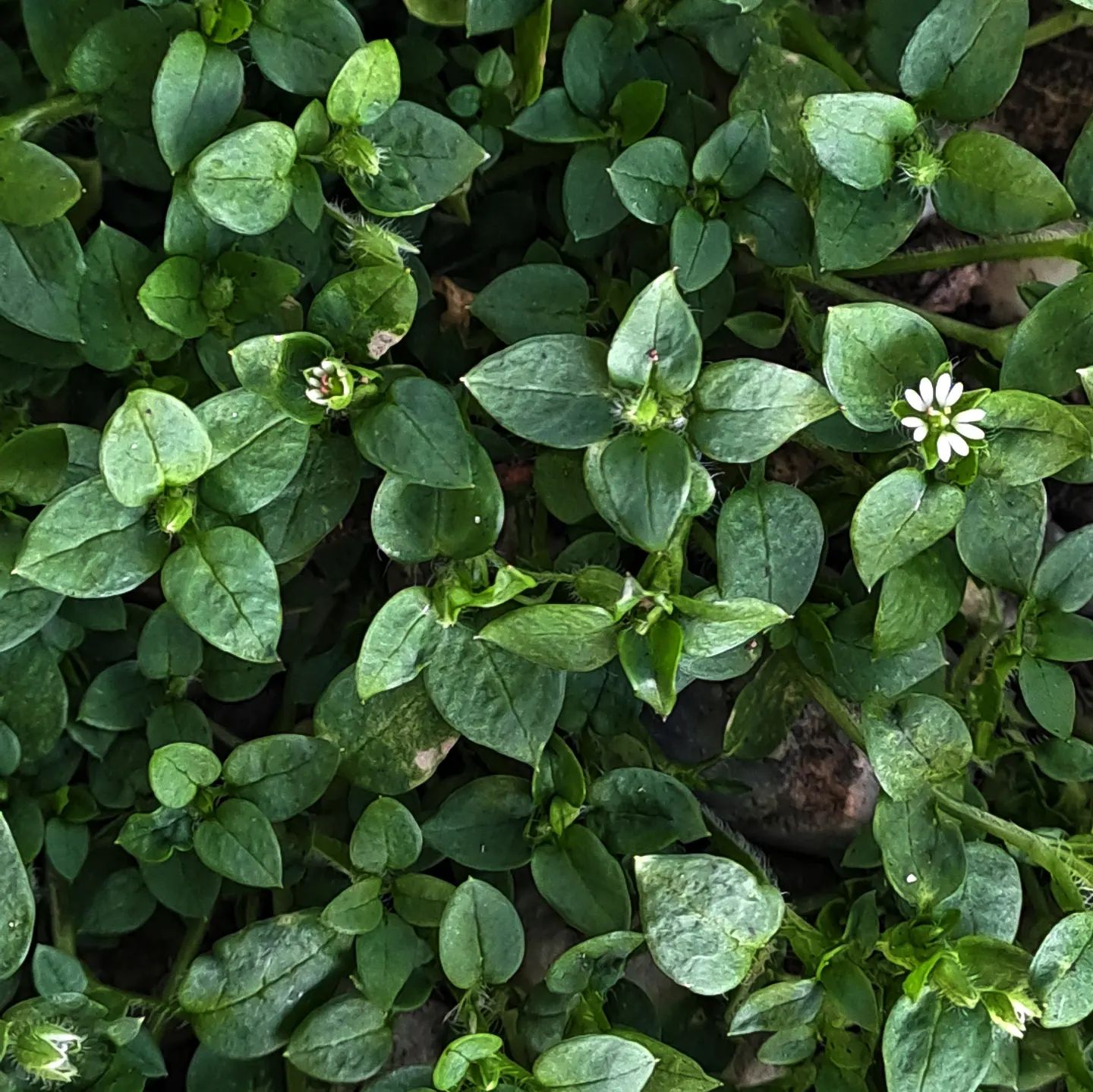 Gewöhnliche Vogelmiere