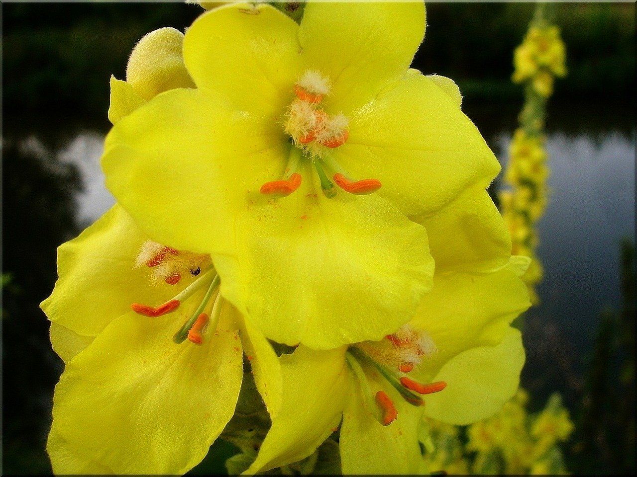 Bild von gelber Königskerzenblüte