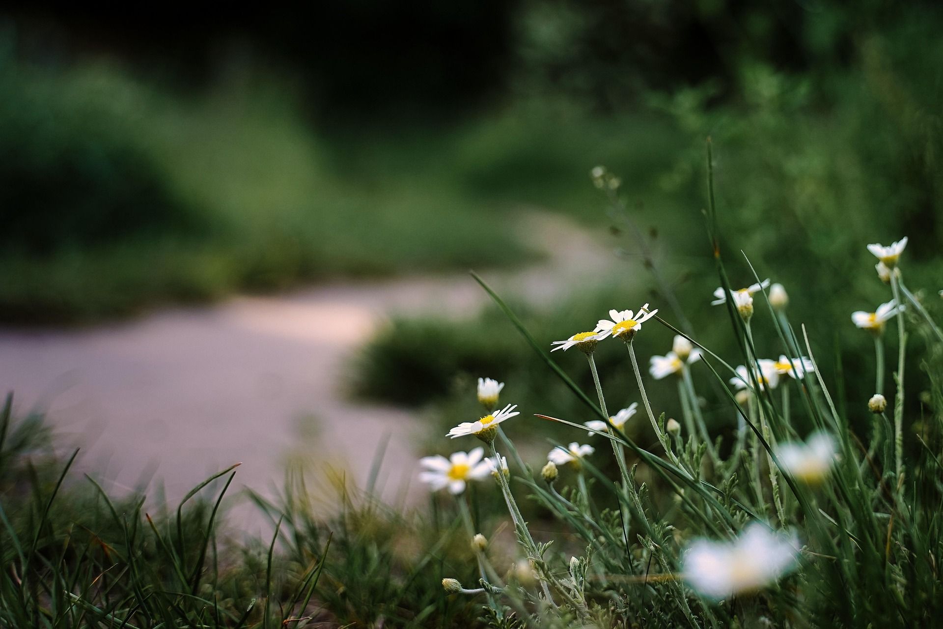 Gänseblümchen