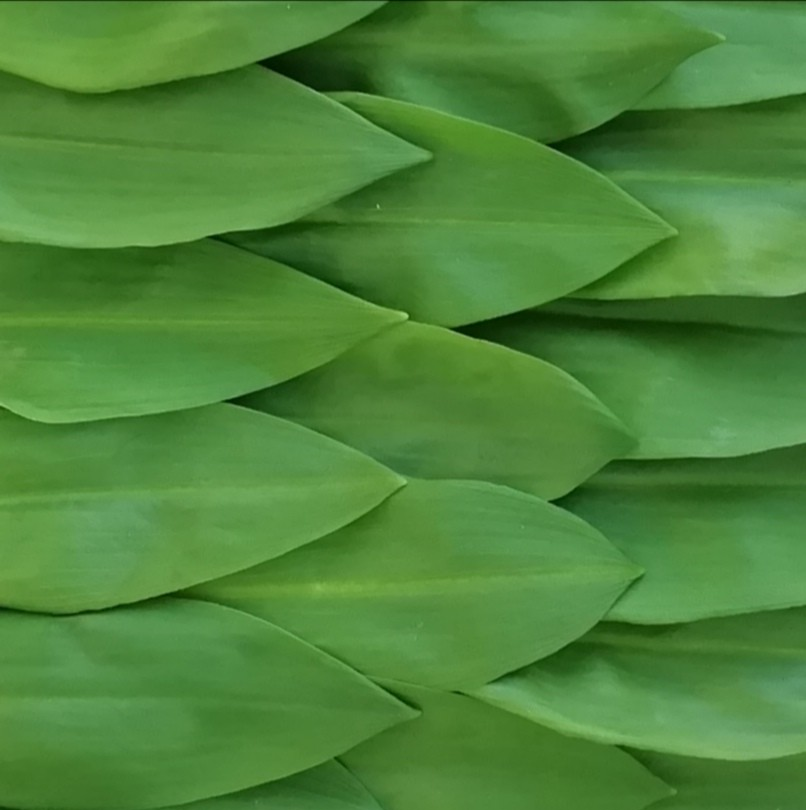 Alles über Bärlauch!