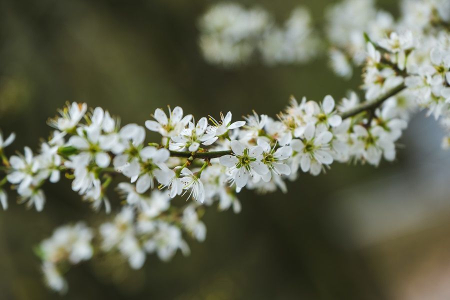 Schlechenblüte