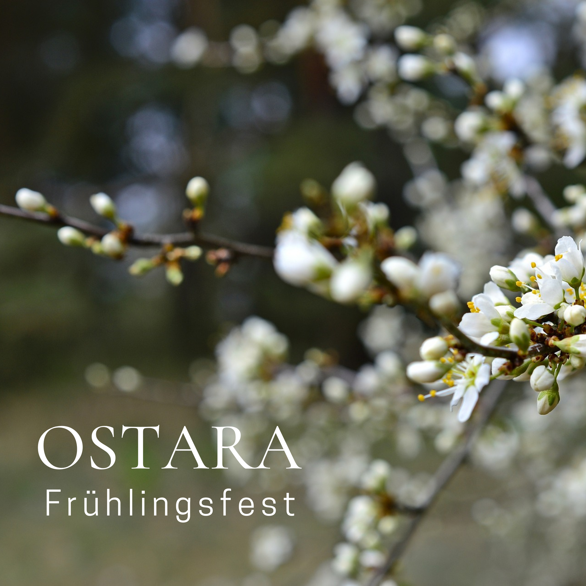 Ostara Ostara