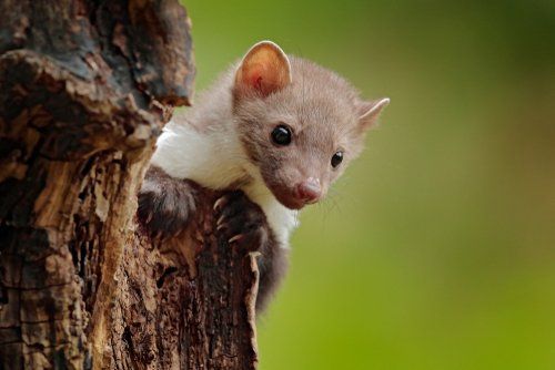 Natur-Resort Bad Waldsee, Artenvielfalt auf dem Golfplatz, Bienen, Bienenvölker, Rote Liste Pflanzen, wilde Orchideen, Smaragdeidechsen, Kreuzottern, Natur-Lehrpfad, Rund-Wanderwege, Kaffee, Restaurant, Vinothek, erlesene Weine, Bar, selbstgebackene Kuchen, Snacks, Mittagstisch, Sonnenterrasse, Gin - Greenkeeper's Cut, Bier vom Fass, kleine Gerichte, Burger, vegetarisch, vegan, Laktose frei, Gluten frei, Café-Restaurant Ausblick T-19, Restaurant im Hofgut