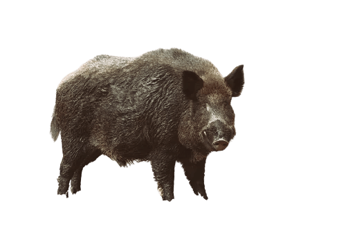 Natur-Resort Bad Waldsee, Artenvielfalt auf dem Golfplatz, Bienen, Bienenvölker, Rote Liste Pflanzen, wilde Orchideen, Smaragdeidechsen, Kreuzottern, Natur-Lehrpfad, Rund-Wanderwege, Kaffee, Restaurant, Vinothek, erlesene Weine, Bar, selbstgebackene Kuchen, Snacks, Mittagstisch, Sonnenterrasse, Gin - Greenkeeper's Cut, Bier vom Fass, kleine Gerichte, Burger, vegetarisch, vegan, Laktose frei, Gluten frei, Café-Restaurant Ausblick T-19, Restaurant im Hofgut