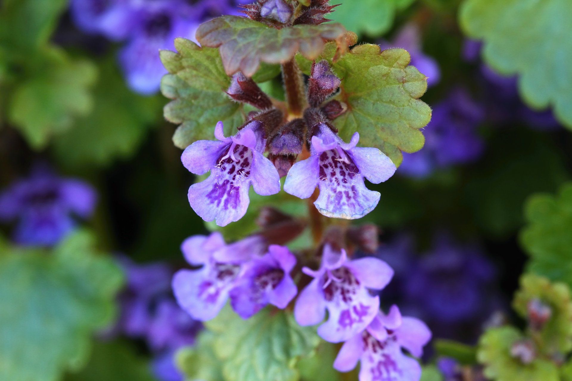 Natur-Resort Bad Waldsee, Artenvielfalt auf dem Golfplatz, Bienen, Bienenvölker, Rote Liste Pflanzen, wilde Orchideen, Smaragdeidechsen, Kreuzottern, Natur-Lehrpfad, Rund-Wanderwege,  Kaffee, Restaurant, Vinothek, erlesene Weine, Bar, selbstgebackene Kuchen, Snacks, Mittagstisch, Sonnenterrasse, Gin - Greenkeeper's Cut, Bier vom Fass, kleine Gerichte, Burger, vegetarisch, vegan, Laktose frei, Gluten frei, Café-Restaurant Ausblick T-19, Restaurant im Hofgut