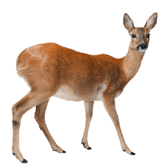 Natur-Resort Bad Waldsee, Artenvielfalt auf dem Golfplatz, Bienen, Bienenvölker, Rote Liste Pflanzen, wilde Orchideen, Smaragdeidechsen, Kreuzottern, Natur-Lehrpfad, Rund-Wanderwege, Kaffee, Restaurant, Vinothek, erlesene Weine, Bar, selbstgebackene Kuchen, Snacks, Mittagstisch, Sonnenterrasse, Gin - Greenkeeper's Cut, Bier vom Fass, kleine Gerichte, Burger, vegetarisch, vegan, Laktose frei, Gluten frei, Café-Restaurant Ausblick T-19, Restaurant im Hofgut