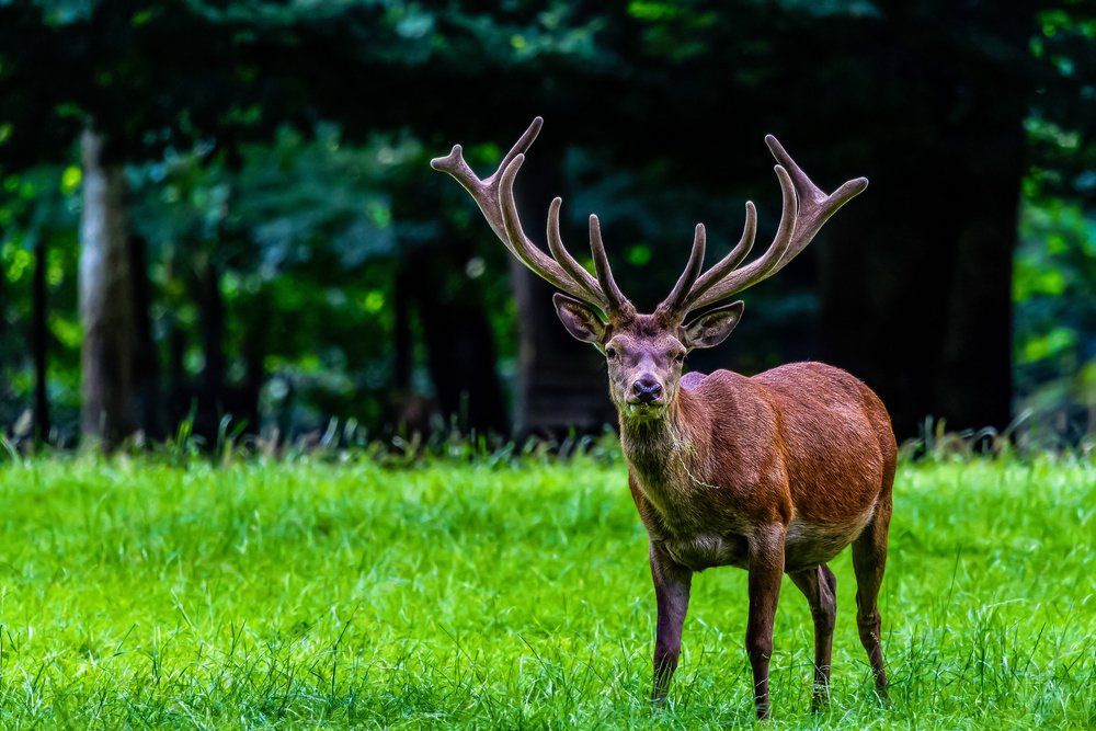 Natur-Resort Bad Waldsee, Artenvielfalt auf dem Golfplatz, Bienen, Bienenvölker, Rote Liste Pflanzen, wilde Orchideen, Smaragdeidechsen, Kreuzottern, Natur-Lehrpfad, Rund-Wanderwege, Kaffee, Restaurant, Vinothek, erlesene Weine, Bar, selbstgebackene Kuchen, Snacks, Mittagstisch, Sonnenterrasse, Gin - Greenkeeper's Cut, Bier vom Fass, kleine Gerichte, Burger, vegetarisch, vegan, Laktose frei, Gluten frei, Café-Restaurant Ausblick T-19, Restaurant im Hofgut