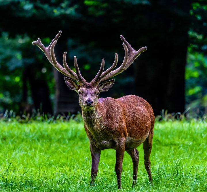 Natur-Resort Bad Waldsee, Artenvielfalt auf dem Golfplatz, Bienen, Bienenvölker, Rote Liste Pflanzen, wilde Orchideen, Smaragdeidechsen, Kreuzottern, Natur-Lehrpfad, Rund-Wanderwege, Kaffee, Restaurant, Vinothek, erlesene Weine, Bar, selbstgebackene Kuchen, Snacks, Mittagstisch, Sonnenterrasse, Gin - Greenkeeper's Cut, Bier vom Fass, kleine Gerichte, Burger, vegetarisch, vegan, Laktose frei, Gluten frei, Café-Restaurant Ausblick T-19, Restaurant im Hofgut