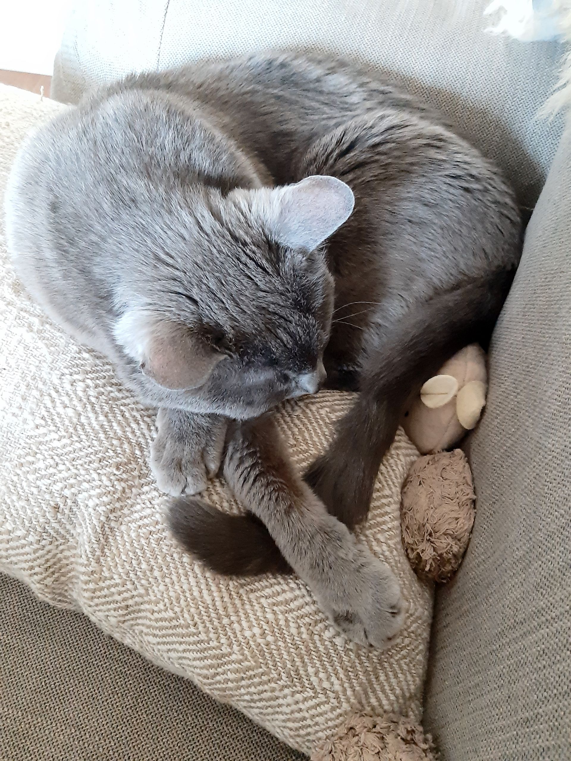 schlafende Katze