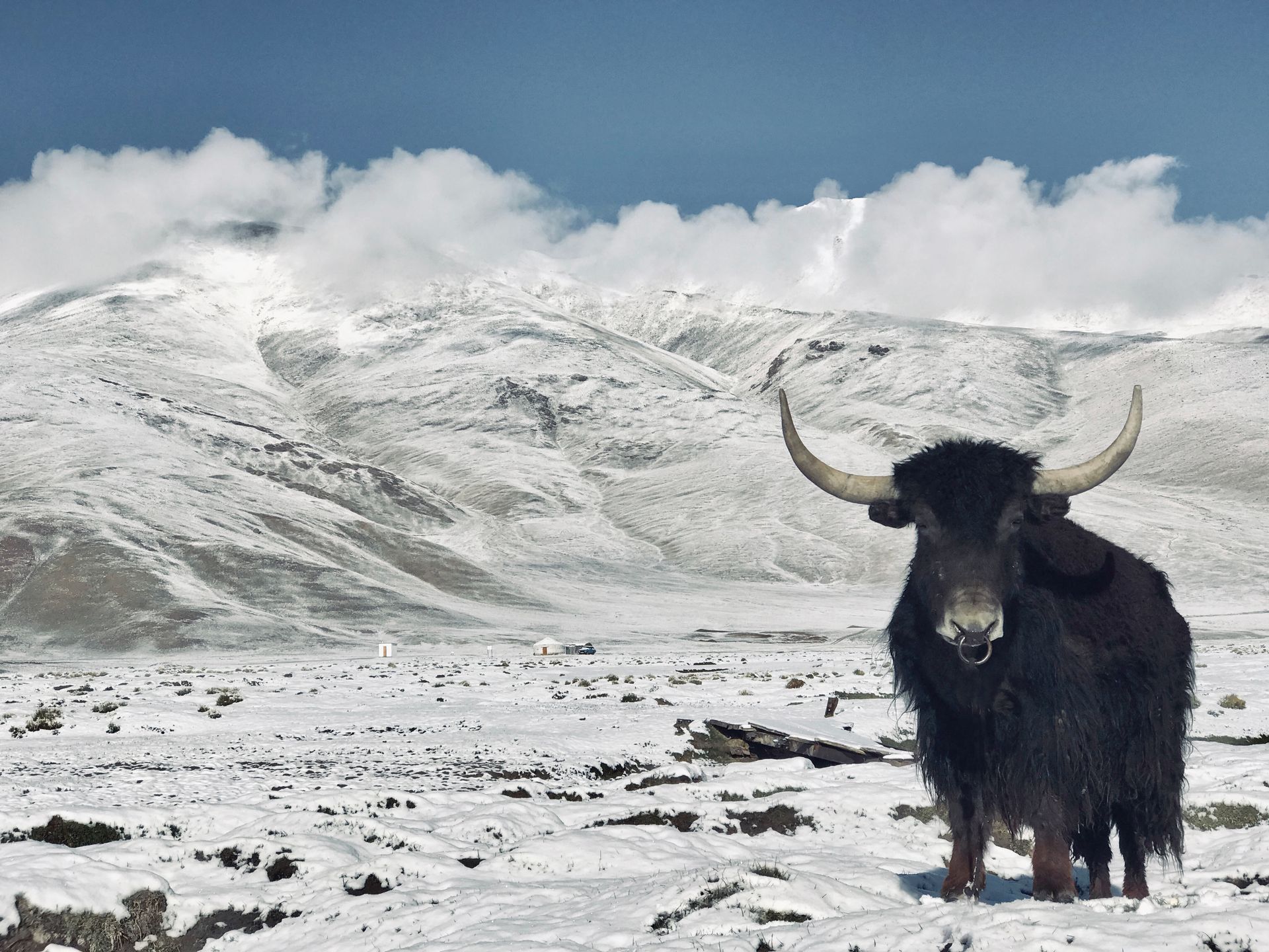 Himalaya Motorradreise Yak