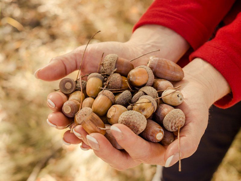 Eicheln sammeln und Eichen pflanzen Teamtag im Wald