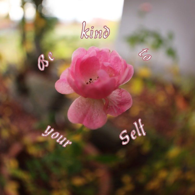 flower, garden, rose, message, universe, love, create, photograph, intuitiv, inspiration, energie, feeling, sparkles, light, bright, sunny,