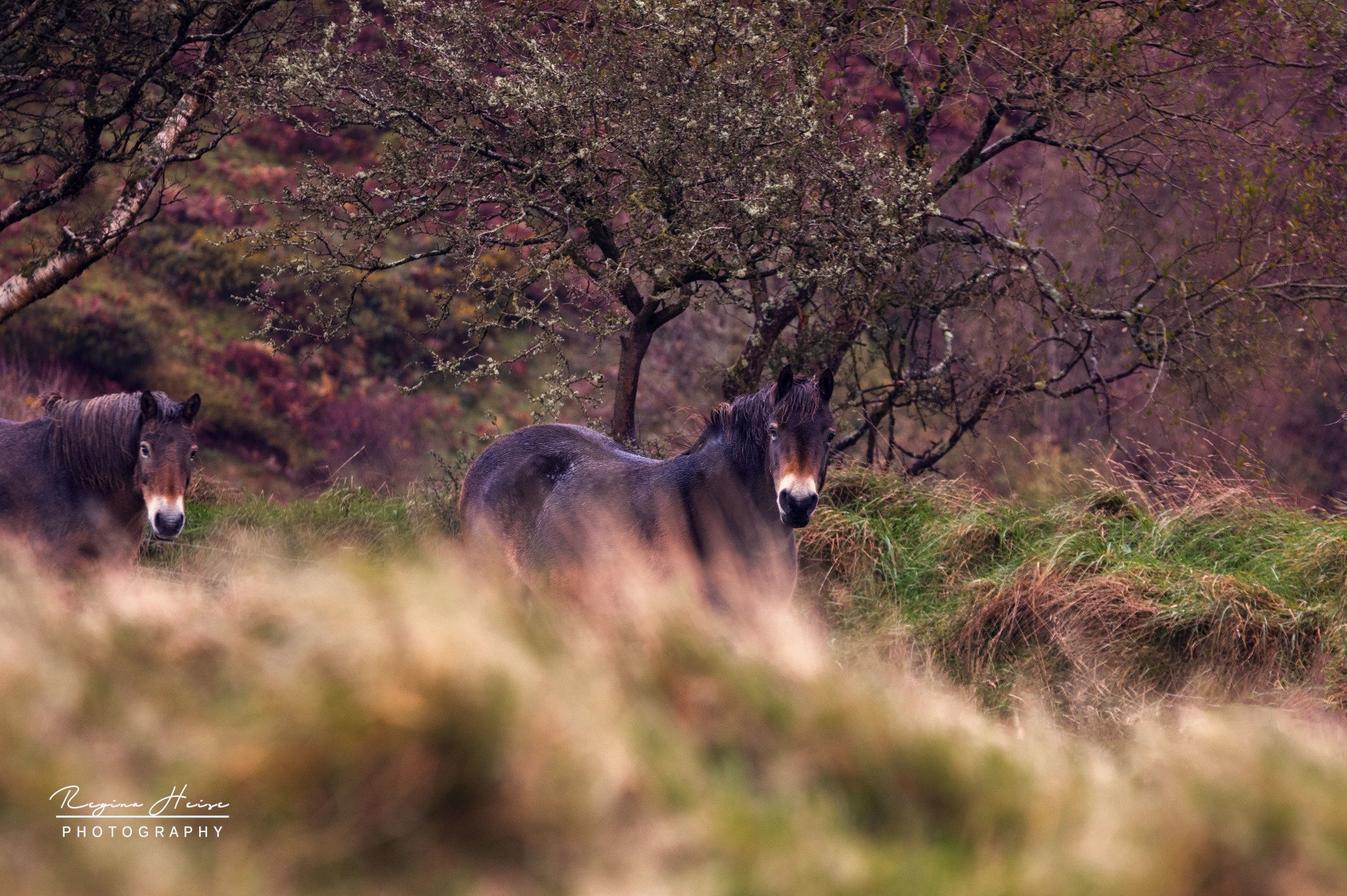 Wilde Exmoorponys