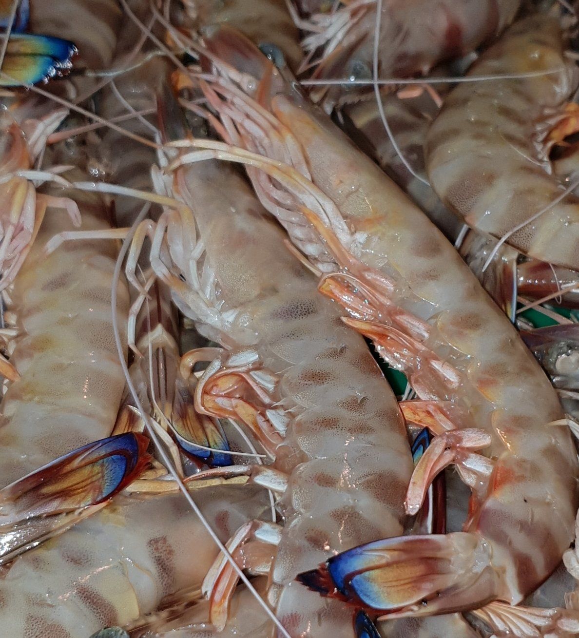 Langostinos tigres