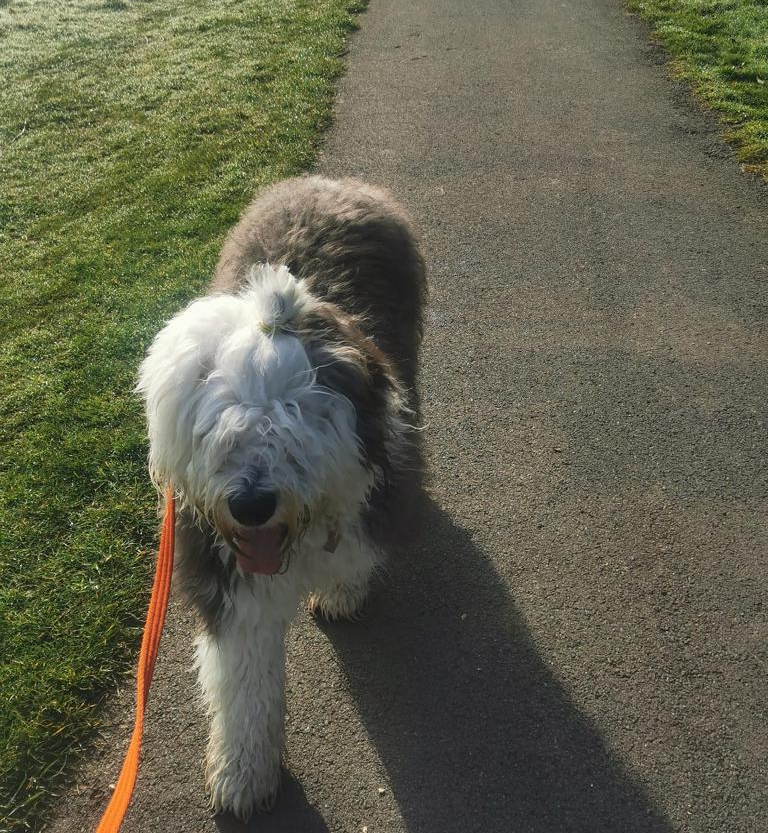 Solo Dog Walker Totnes