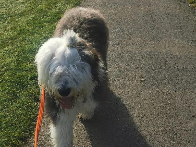 Countryside dog walking