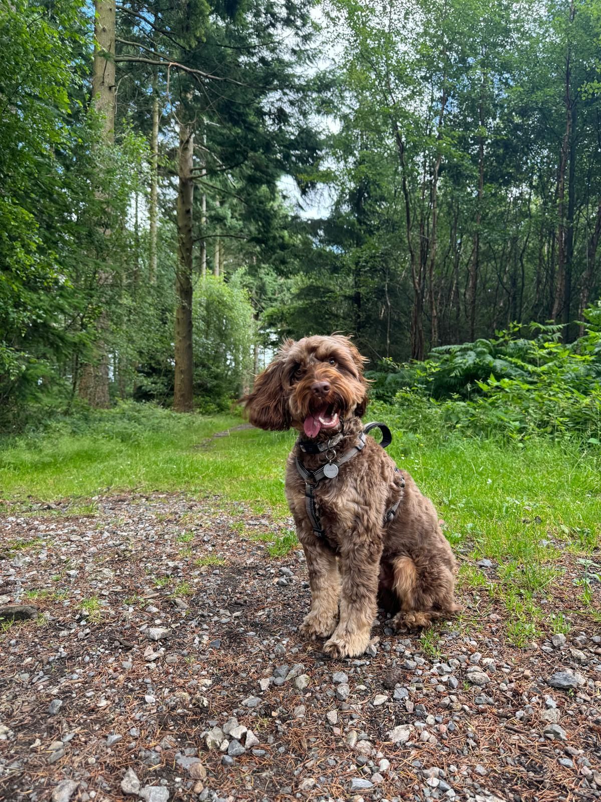 Dog Walking in Totnes and surrounding area