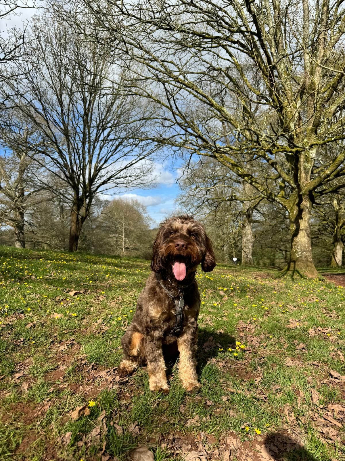 Dog walker Totnes